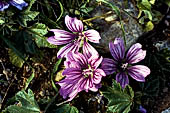 La baia di Elounda. Malva fiorita.